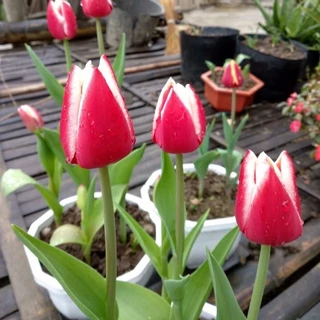 Củ hoa Tulip Hà lan trồng 20 ngày có hoa 1Củ __CỦ CHUẨN GIỐNG