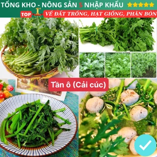 Hạt giống rau tần ô ( cải cúc ) gói 3000 hạt siêu dễ trồng kháng bệnh tốt năng suất cao dễ chăm sóc có hướng dẫn