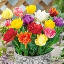 Combo 5 củ hoa tulip kép nhiều màu 20 ngày có hoa