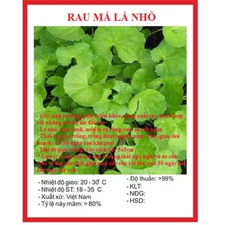 Hạt giống rau má lá nhỏ (2 gram) - vị ngọt hơi đắng, thanh mát trồng quanh năm