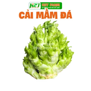 Hạt giống Cải Mầm Đá , dễ trồng, năng suất cao, ngon nọt - h2t farm