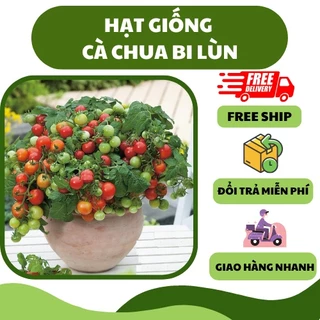 Hạt giống cà chua bi đỏ lùn siêu quả f1 (30 hạt) - dễ trồng, nảy mầm tốt