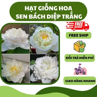 Hạt giống ho sen bách diệp hoa trắng (5 hạt) - hoa thơm, trang trí đẹp