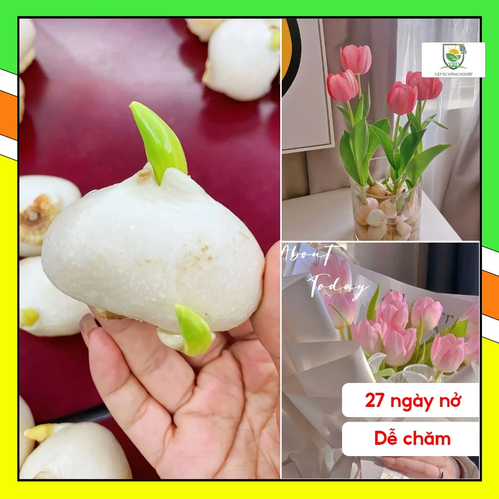 Củ hoa Tulip giống F1 Hà Lan (củ Tulip 25ngày nở) 