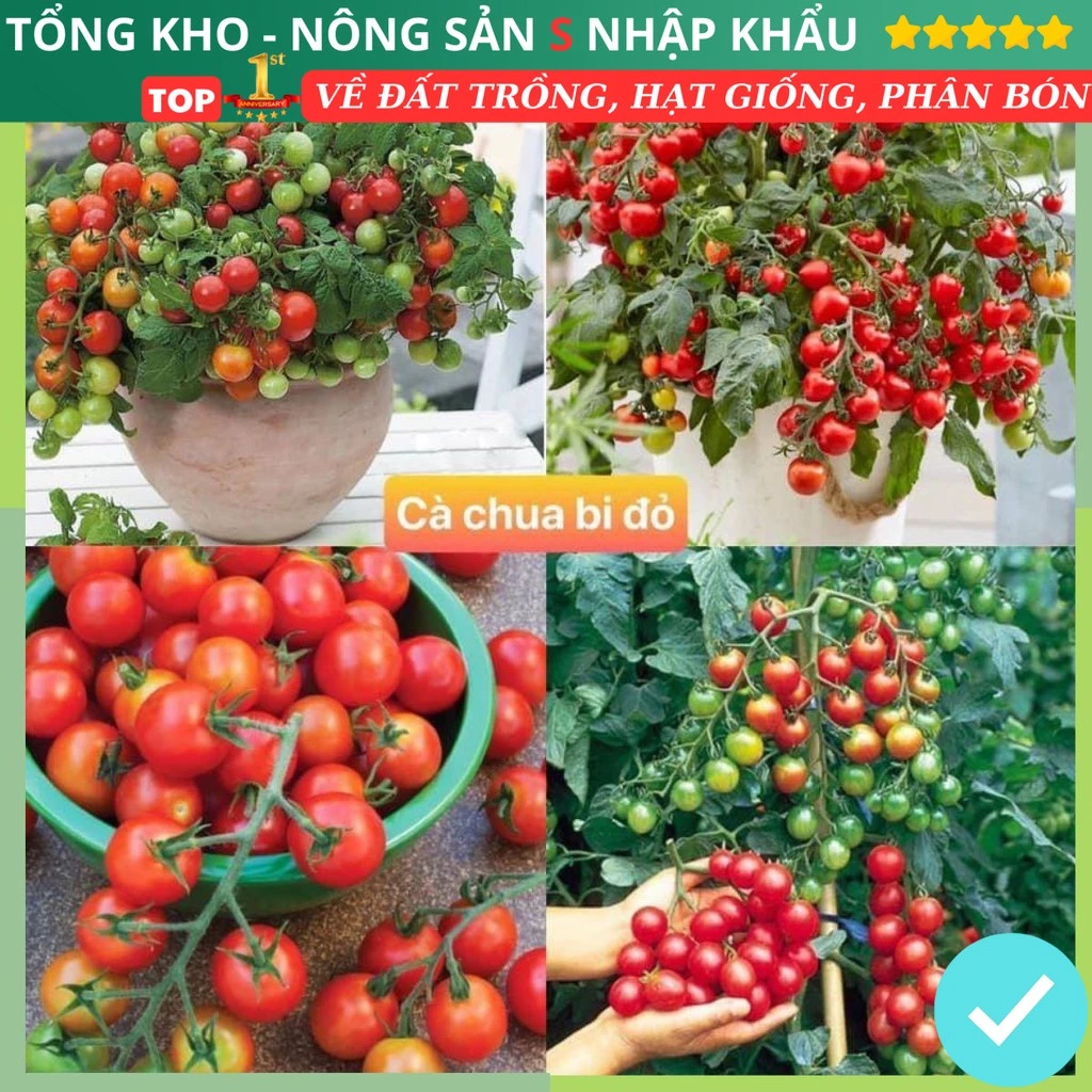 Gói 150 hạt giống cà chua bi đỏ F1 Loại Siêu Dễ Trồng & Dễ Thu Hoạch năng suất cao có hướng dẫn