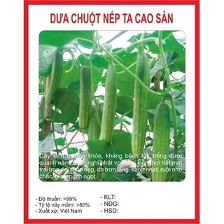 Hạt giống dưa chuột nếp ta (10 hạt) - trái dẻo, thịt dày, năng suất cao