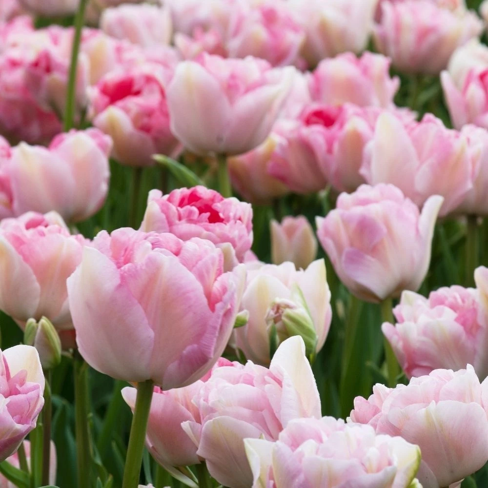 Bộ 5 Củ giống hoa tulip kép màu hồng 20 ngày có hoa