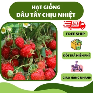 Hạt giống dâu tây đỏ chịu nhiệt (100 hạt) - siêu trái, nhiều dinh dưỡng