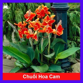 Cây Chuối Hoa thái (màu cam, thân lùn) - cây cảnh sân vườn