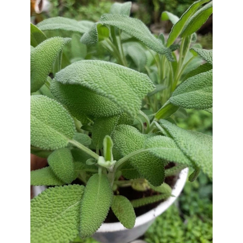 Chậu cây xô thơm, sage, Salvia officinalis dùng làm thực phẩm hoặc xông nhà.