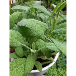 Chậu cây xô thơm, sage, Salvia officinalis dùng làm thực phẩm hoặc xông nhà.