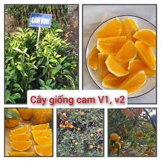 Cây giống Cam vinh V1, V2 - Cây Giống Khỏe