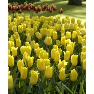 Củ hoa tulip màu vàng đẹp lung linh 20 ngày có hoa _củ giống tốt