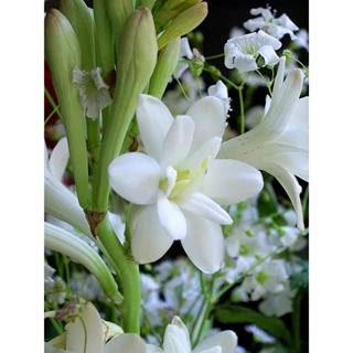 Củ hoa huệ màu trắng cánh kép thơm - Chùm Củ Hoa