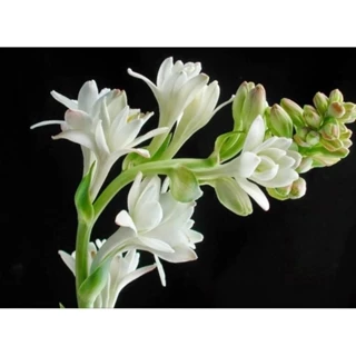 Củ huệ hương trắng kép (hoa siêu thơm)