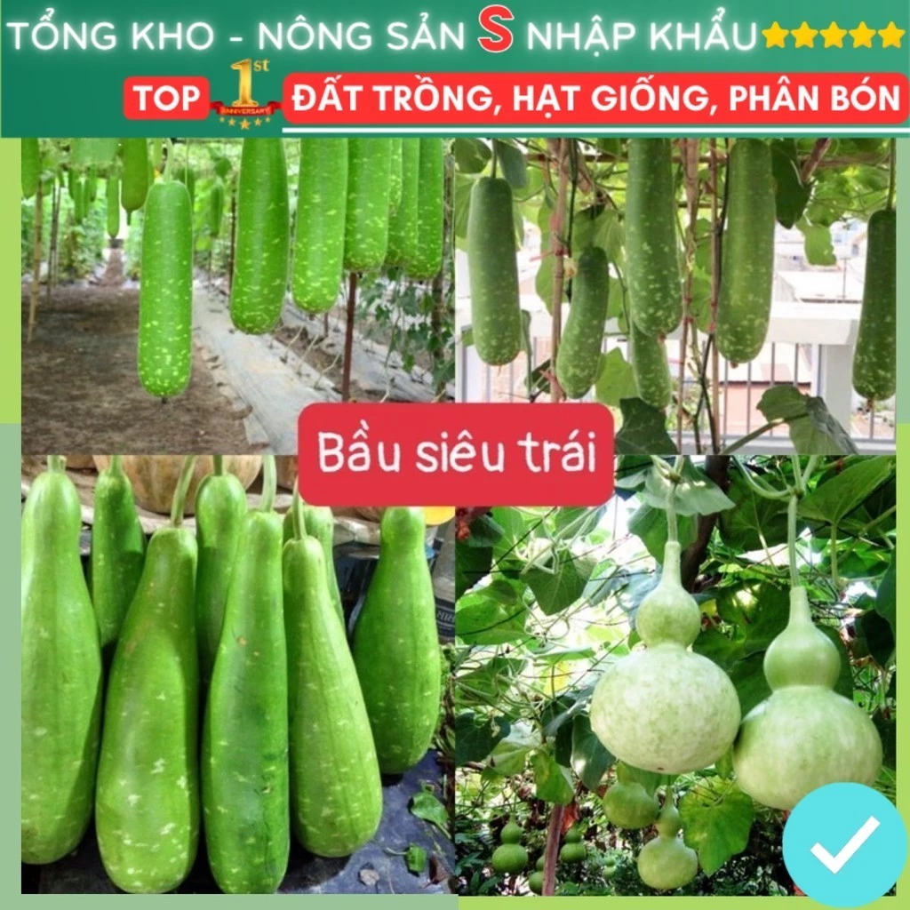 Hạt giống bầu siêu trái f1 dễ trồng năng suất cao dễ thu hoạch