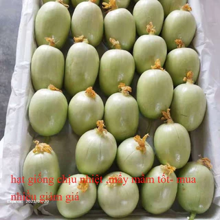 Hạt giống Dưa Chuột Ngọc Nữ F1 Nhập Khẩu Nguyên bao bì - gói 10 hạt - Tỷ lệ nảy mầm 90%