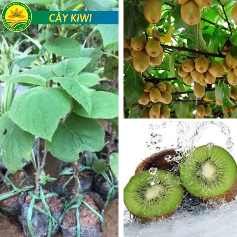 Cây KIWI leo giàn ruột xanh dòng quả sớm được ưa chuộng siêu sai trái