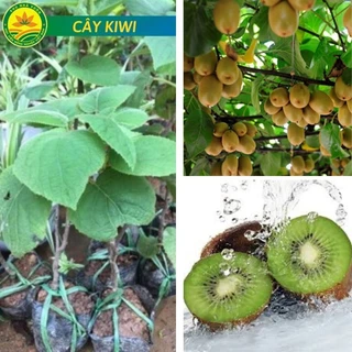 Cây KIWI leo giàn ruột xanh dòng quả sớm được ưa chuộng siêu sai trái