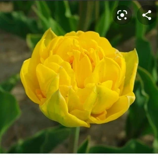 Bộ 5 củ giống hoa tulip hoa kép vàng Gold Rush _Củ Giống chuẩn