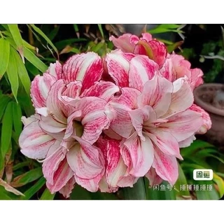 Củ hoa Lan Huệ Adrinas(1 củ 3cm) - Chuẩn Màu Hoa