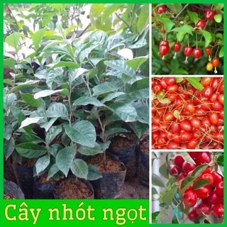 Cây giống nhót ngọt f1 gieo hạt chỉ  15k/ cây