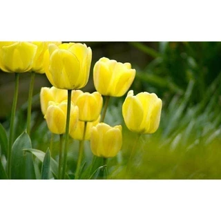 Bộ 5 củ giống hoa tulip hoa màu vàng - TULIPVANG - Củ Giống chuẩn _Shop Vũ Hường