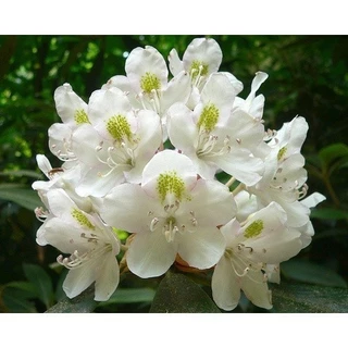 Cây hoa đỗ quyên hoa trắng (Ảnh Thật) (cho hoa sau 60 ngày trồng)