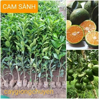 GIỐNG CAM SÀNH GHÉP CHO QUẢ SAU 1 NĂM - Cây Giống Khỏe