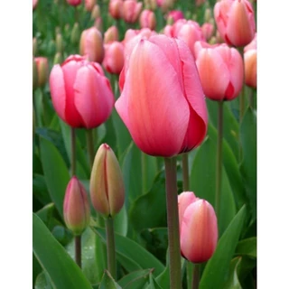 Bộ 5 củ giống hoa tulip hoa màu hồng - CHHG - Củ Giống Tốt