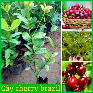 Cây cherry Brazil nhiệt đới dễ trồng chịu nhiệt tốt - Cây Giống Tốt