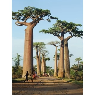 Cây giống Bao Báp (baobab), bao sống 100%,