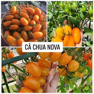 Cây giống Cà chua trái cây ngọt Cherry đỏ, vàng nova và Socola