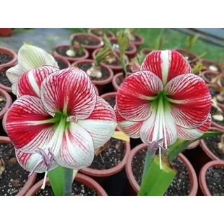 Hoa Lan Huệ Amaryllis Scarlet Sky(Bầu trời máu đỏ) lAN HUỆ, loa kèn tây _Củ đang có nụ(ngậm nụ) hoa sau 20 ngày