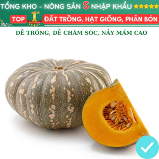 Hạt Giống đỏ bí tròn dễ trồng dễ thu hoạch nảy mầm cao