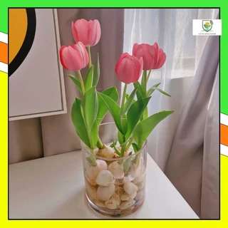 Củ hoa Tulip giống F1 Hà Lan (củ Tulip 25ngày nở)  _củ giống tốt