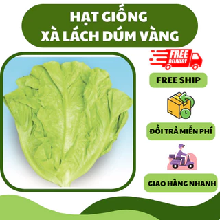 Hạt giống rau xà lách dún vàng (5 gram) - thơm ngon, giòn ngọt, năng suất cao