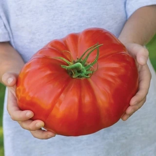 [HG Mỹ] Hạt giống Cà chua Khổng Lồ Beefsteak Nhập khẩu mỹ - 10 Hạt- Nảy mầm 90%