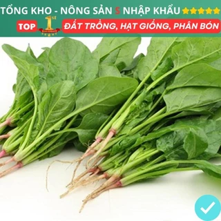 Hạt giống Cải Bó Xôi F1 Tỉ Lệ Nảy Mầm Cao Dễ Trồng Dễ Chăm Sóc