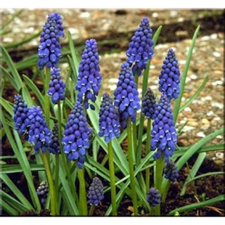 Củ hoa muscari _Chuẩn giống tốt