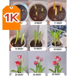 DEAL 1K Củ giống hoa Tulip (tuy líp) 20 ngày cho hoa  _củ giống Ngân Hà