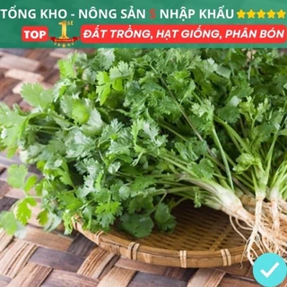 Hạt Giống Rau Mùi Ngò Ta F1 Dễ Trồng Dễ Chăm Sóc