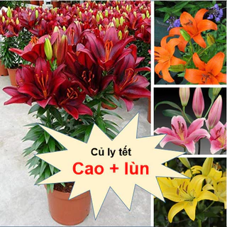 củ hoa ly tết 4 màu ( cao + lùn ) - hoa đại đóa, nở nhiều lâu tàn - Củ Giống 19