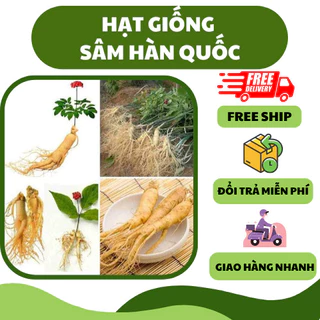 Hạt giống nhân sâm Hàn Quốc (5 hạt) - dinh dưỡng cao, mùi thơm ngon