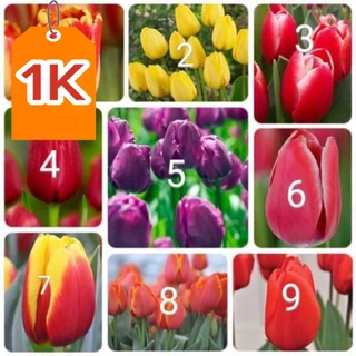 Củ hoa Tulip Hà lan (1Củ) 20 ngày cho hoa _củ giống tốt