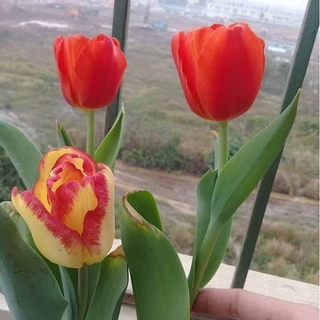 Com bo 10 Củ hoa Tulip Hà Lan 20 ngày nở hoa - Bách Điền Shop Hoa