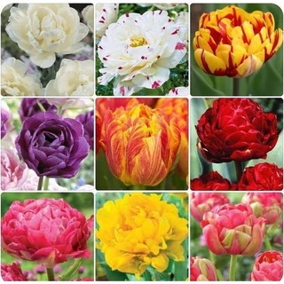 Combo 5 củ hoa tulip kép nhiều màu 20 ngày có hoa _HOA TẾT 2024 ( ra hoa sau 20-25 ngày) _củ giống Ngân Hà