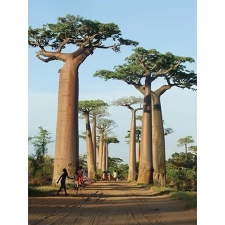 Cây giống Bao Báp (baobab), bao sống 100%, _CHUẨN