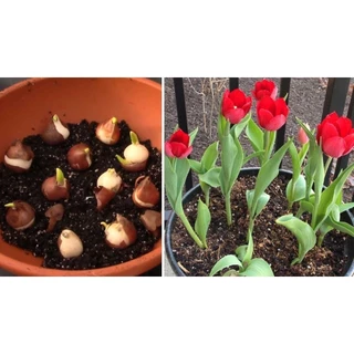 CỦ HOA TULIP HÀ LAN SIZE TO 6-7 CM NHIỀU MÀU (RA HOA SAU 20-25 NGÀY) _Củ giống Vũ Toàn