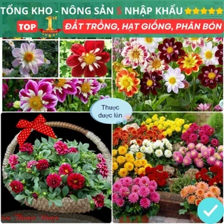 Gói 100 Hạt Giống Hoa Thược Dược Lùn Mix Đủ Màu F1 Chịu Nhiệt Dễ Trồng